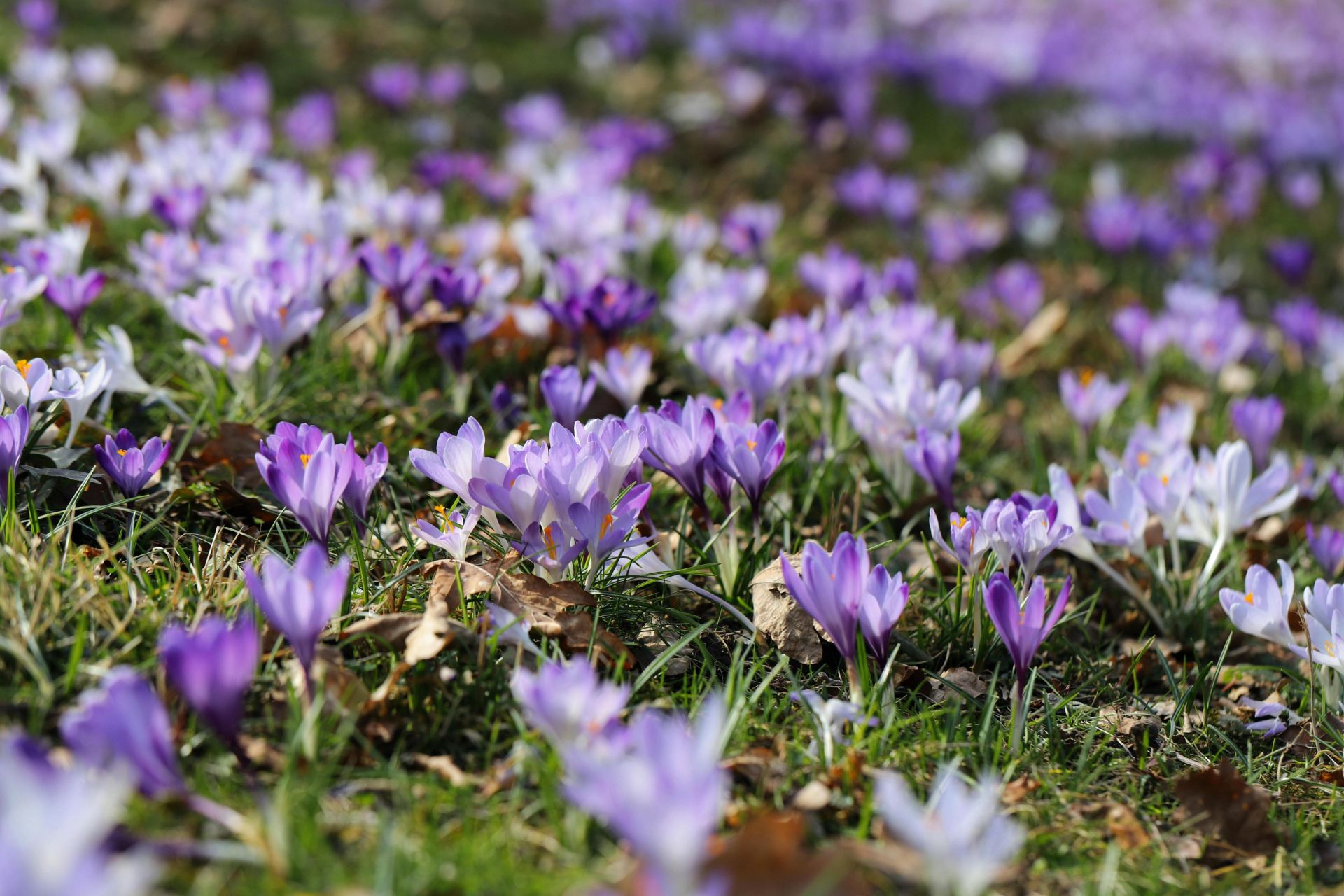 Beautiful meadow filled with blooming purple and white crocuses in springtime sunlight.